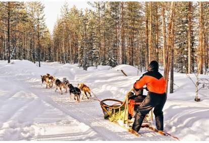Przejażdżka psim zaprzęgiem w Lesie Kaszubskim