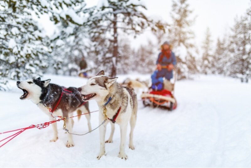 Przejażdżka psim zaprzęgiem zimą w Limanowej