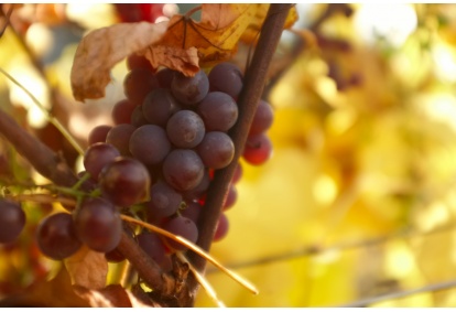 Zwiedzanie winnicy z degustacją i winem do wyboru